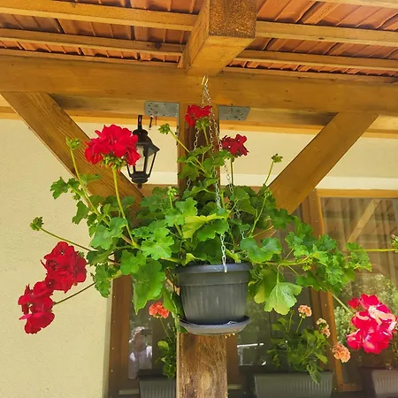 Antic Stara Planina Crni Vrh